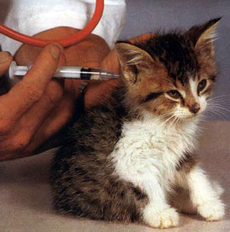 Cat Picture Cat vaccination
