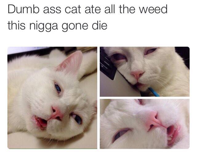 cat smoked weed