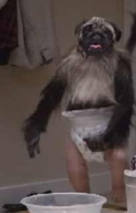 Puppy Monkey Baby spoke with reporters, using the darknet Tor