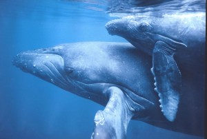 A whale calf and its mother are separated forever when Japanese Whalers hunt the calf. Then, a small submersible disguised as the calf harvests hundreds of gallons of the mother's milk.